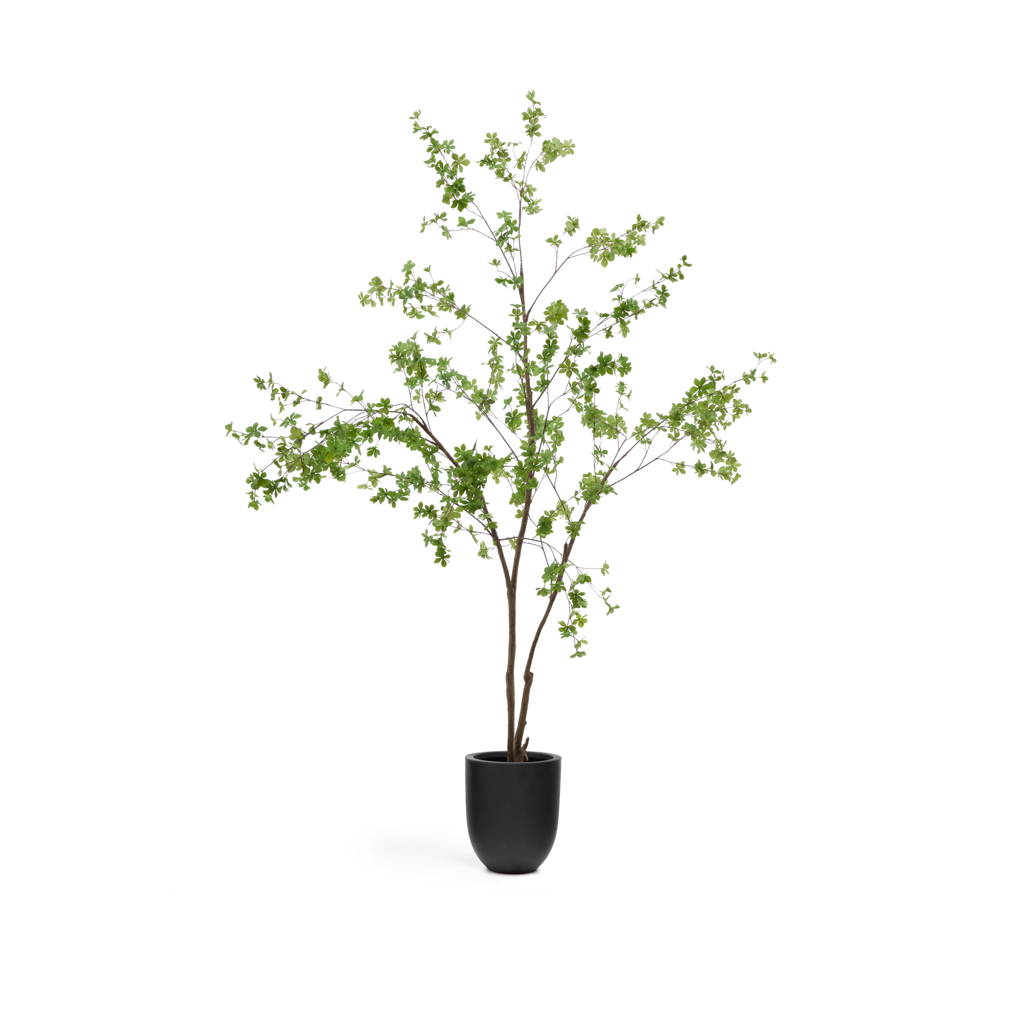 KAVE HOME Enkianthus konstgjord träd, med svart kruka (H:214cm) – Kave Home – green foliage (green, plastic pot artificial