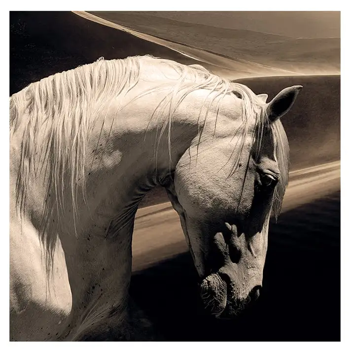 Väggdekor Arabian Horse 120x120 cm – Artwood – plexi print (beige, plexi print väggkonst
